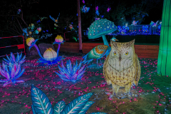 Luminescences004