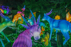 Luminescences006