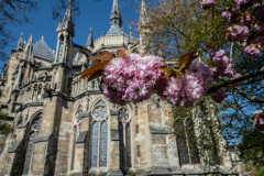 CathedraleReimsJour006