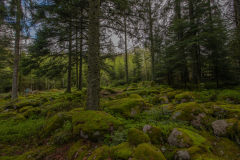ChampDeRoches003