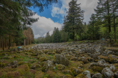 ChampDeRoches005