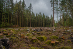 ChampDeRoches008