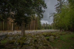 ChampDeRoches009