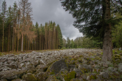 ChampDeRoches010