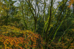 BoucleSarreAutomne012