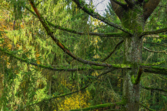 BoucleSarreAutomne013