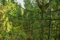 BoucleSarreAutomne014