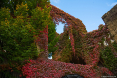 EgliseSaintLivier006