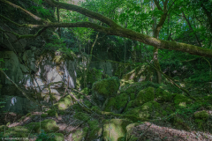 FortDriantPrintemps031