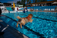GoldenPiscine2023b