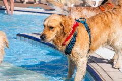 GoldenPiscine2023d