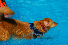 GoldenPiscine2023h
