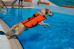 GoldenPiscine2023i
