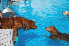 GoldenPiscine2023j