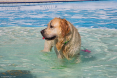 GoldenPiscine2023q