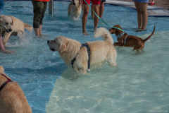 GoldenPiscine2024_004