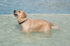 GoldenPiscine2024_009