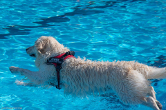 GoldenPiscine2024_011