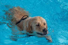 GoldenPiscine2024_018