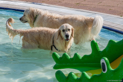 GoldenPiscine2024_020