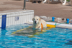 GoldenPiscine2024_021