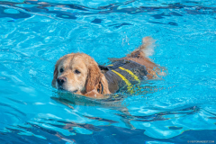 GoldenPiscine2024_023