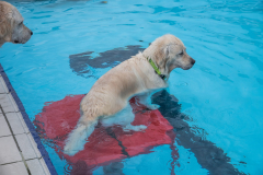 OllyPiscine008