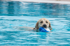 PiscineGolden012