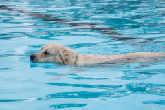 PiscineGolden015