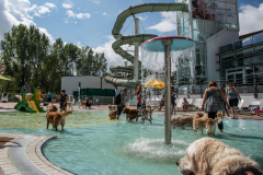 PiscineGolden018