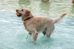PiscineGolden024