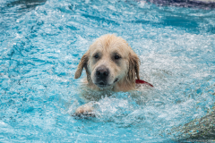 PiscineGolden026