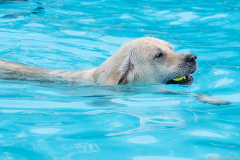 PiscineGolden030