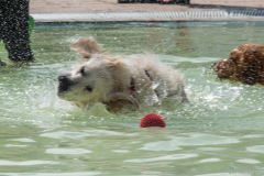 PiscineGolden034