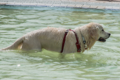 PiscineGolden036