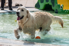 PiscineGolden045