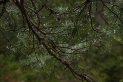GorgesDeCrozey006