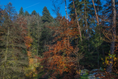 GorgersCroseryAutomne014