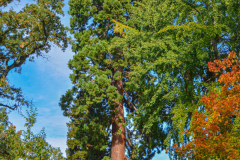 JardinBotaniqueAutomne009