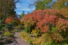 JardinBotaniqueAutomne011