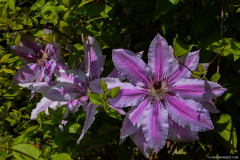 BotaniqueFleur002