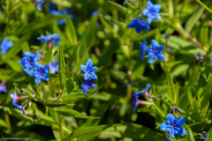 BotaniqueFleur003