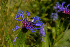BotaniqueFleur004