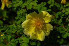 BotaniqueFleur005