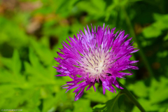 BotaniqueFleur006