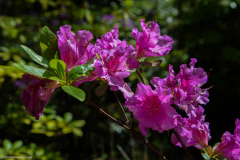BotaniqueFleur007