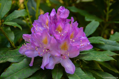 BotaniqueFleur008