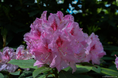 BotaniqueFleur009