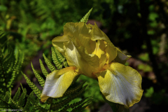 BotaniqueFleur011