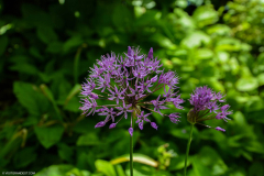 BotaniqueFleur012